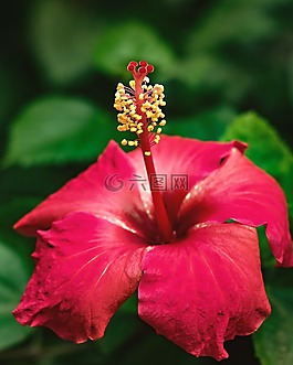 花,自然,葉