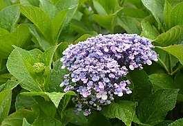 繡球花,藍色,花