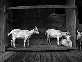 山羊,動物,房子