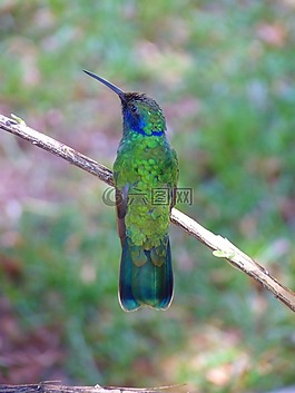 蜂鳥,trochilidae,鳥
