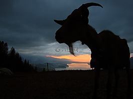 山羊,傍晚時分,日落