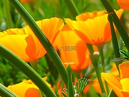 冰岛罂粟,野罂粟,裸秸秆罂粟