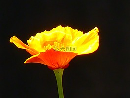 冰岛罂粟,野罂粟,裸秸秆罂粟