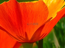 冰岛罂粟,野罂粟,裸秸秆罂粟