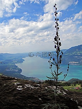 thunersee,湖,花卉