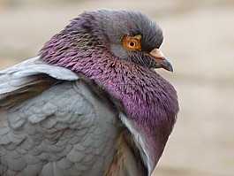 鴿子,鳥,aufplustern