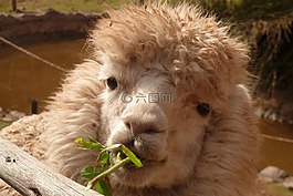 羊駝,喇嘛,動(dòng)物