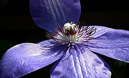 花,鐵線蓮,藍(lán)色