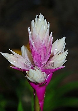 花,紫色,夏天