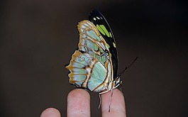 siproeta,stelenes,孔雀石