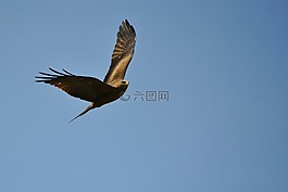 鸟,飞行,非洲