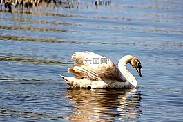 動物,鳥,天鵝