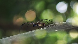web,蜘蛛,自然
