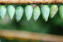 昆蟲,野生動物,甲蟲，昆蟲