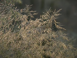 草,deschampsia flexuosa,性質(zhì)