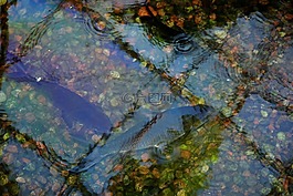 背景,彩虹,顏色