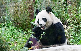 貓熊,動物園,panda