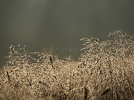 草,deschampsia flexuosa,性質(zhì)