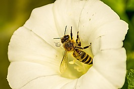 蜜蜂,花,昆蟲