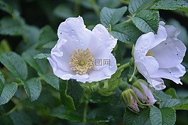 白色的花,性質(zhì),花園