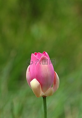 自然,花,夏天