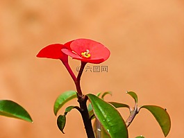 紅色花,自然,花園