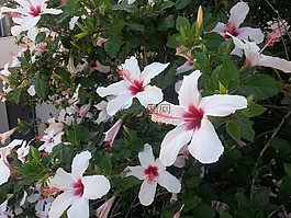 對沖,對沖鮮花,鮮花