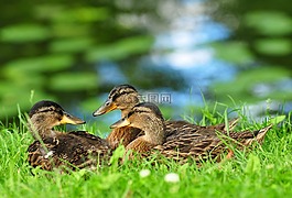 鴨,鳥,動物