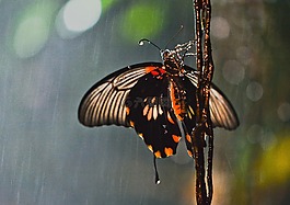 蝴蝶,雨,昆蟲