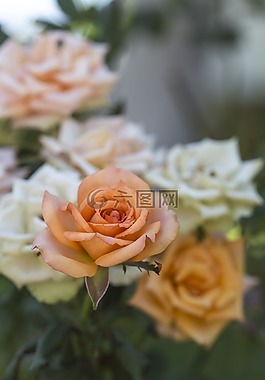 玫瑰,花,橙色