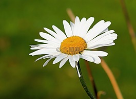 瑪格麗特,花,開花