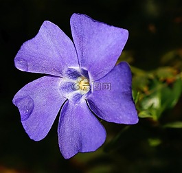 長春,花,開花