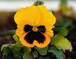 潘茜,花園,秋季