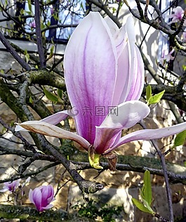 性質(zhì),花,樹(shù)