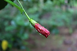 紅色花,自然,花園