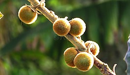 水果,熱帶,lulo