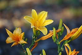 花,百合,黃