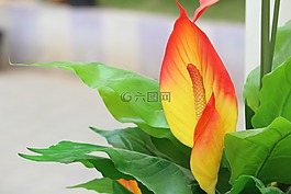 花,花園,黃色