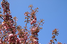 科,開花,春天的花朵