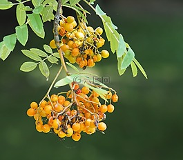 工廠(chǎng),樹(shù),性質(zhì)