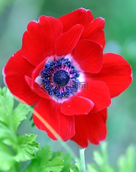 花,紅色,性質(zhì)