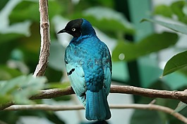 鳥,動物,性質(zhì)