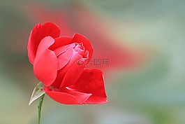 玫瑰,紅色,花
