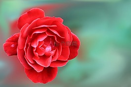 玫瑰,紅色,花