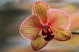 花,開花,蘭花