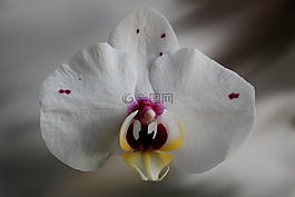 花,開花,蘭花