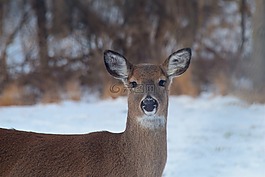鹿,野生動物,哺乳動物