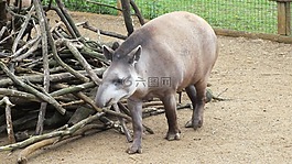 動物,動物園,塔皮爾