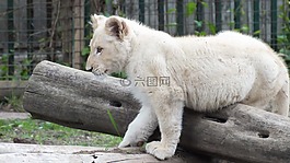 小獅子,動物,獅子