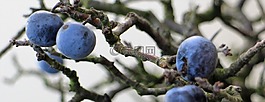 sloes,浆果,水果